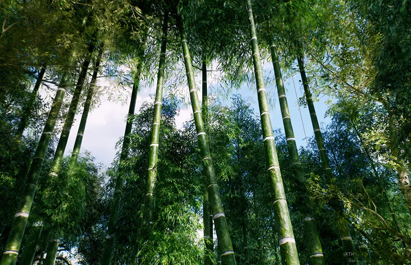 亚洲竹林 – Bamboo Asian forest