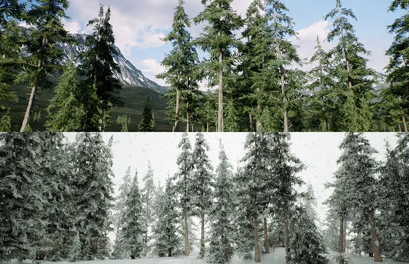 云杉林冬季和夏季 – Spruce forest winter and summer